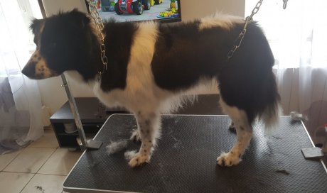 Toilette sur Border Collie à Lozanne