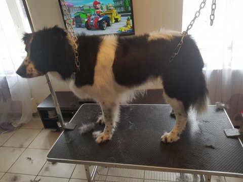 Toilette sur Border Collie à Lozanne