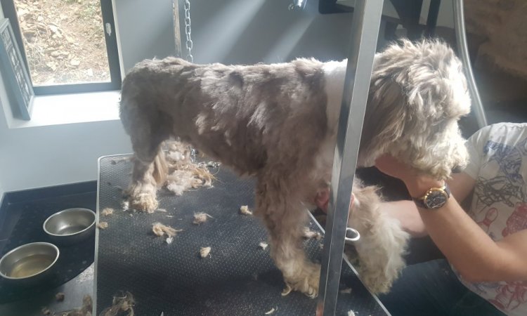 se bearded collie âgée de 15 ans , je suis intervenu juste pour la tondre pour évité de la fatigué , et qu'elle et moins chaud l'été 