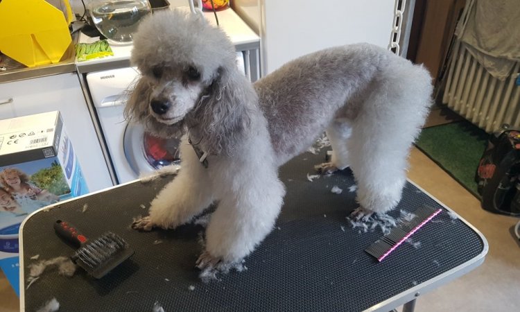 ce caniche et un peu craintif , mais avec de la douceur j'ai pu réalisé une coupe spécifique 